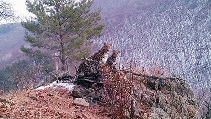 Rare leopard cubs spotted with mum in Russia's Far East