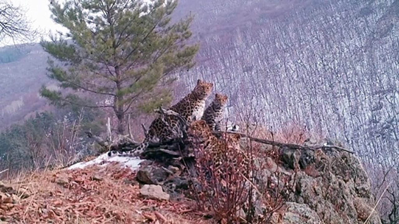 Rare leopard cubs spotted with mum in Russia's Far East