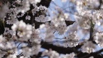 Cherry blossoms bloom in Japan