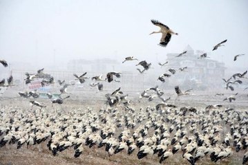 Göç yolundaki leyleklerden Konya'ya zorunlu iniş