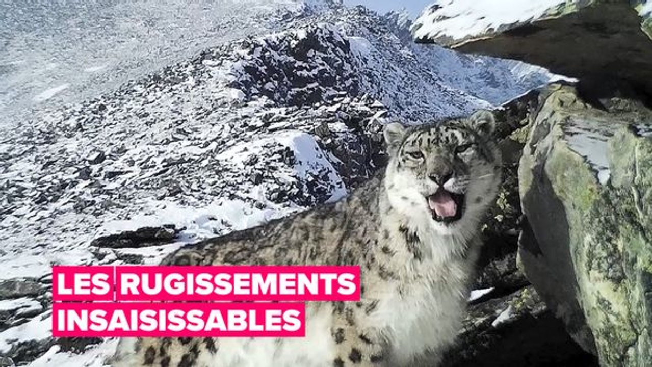 Les rugissements insaisissables