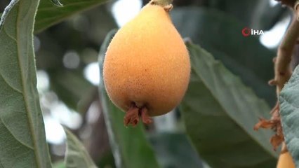 Turfanda yenidünya çıktı: Kilosu 30 lira