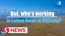 Who is working in cotton fields in China's Xinjiang