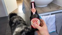 Smart Doggy Helps Its Human Out