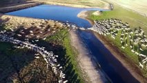 Sheep Farming - Marbilling Farms, Western Australian Wheatbelt