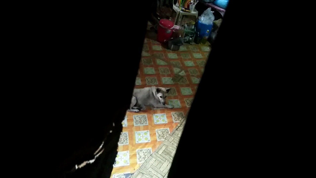 calling her dog