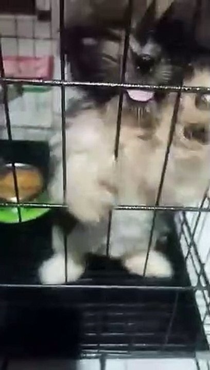 ang aso kung cute