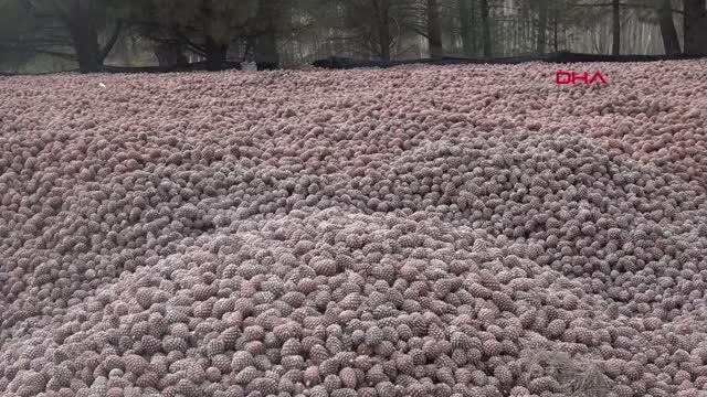 İZMİR Çam fıstığı altınla yarışıyor