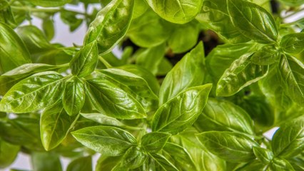 8 Propiedades y Beneficios de la Albahaca