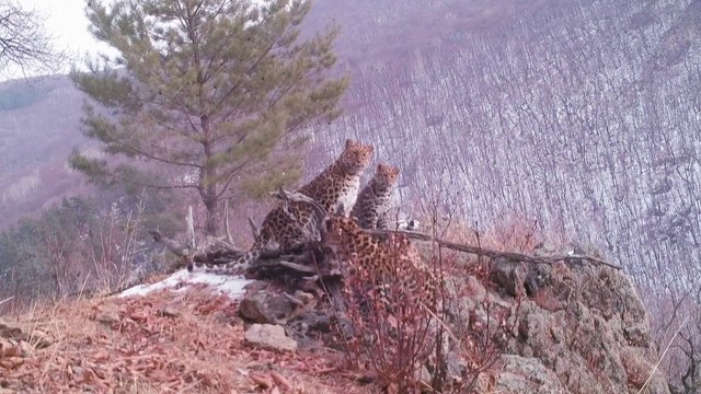 Russie: Des scientifiques publient des images rares d'une femelle léopard de l'Amour, espèce en voie d'extinction, et de ses petits