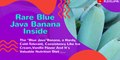 Rare Blue Java Banana Inside|Ice Cream Banana Taste|Blue Java Banana Growing Zone|Blue Java Banana Benefits