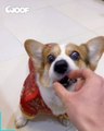 Ce chien n'aime pas trop les blagues sur la nourriture