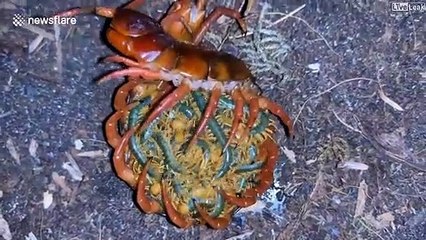 Cette maman mille-patte et ses petits vont vous faire cauchemarder