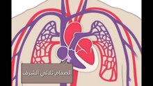 شاهدوا بالفيديو: القلب والدورة الدموية، كيف يعملان؟