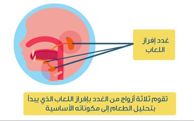 تعرف على الآلية التي يعمل بها جهازك الهضمي