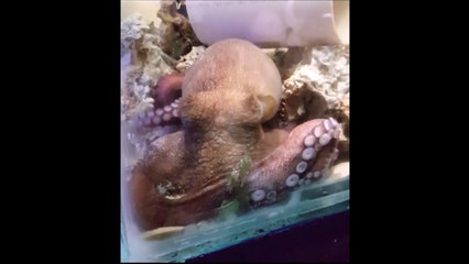 Auch Oktopusse träumen womöglich