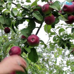 عجائب الطعام السبع