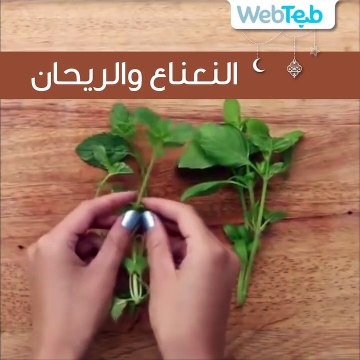 طريقة زراعة الخضار في المنزل