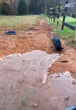 Un chien creuse une tranchée pour l'irrigation de l'eau