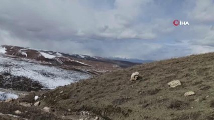 Son dakika haberi! Van'da tuzaklanan 10 kilo C4 patlayıcı böyle imha edildi