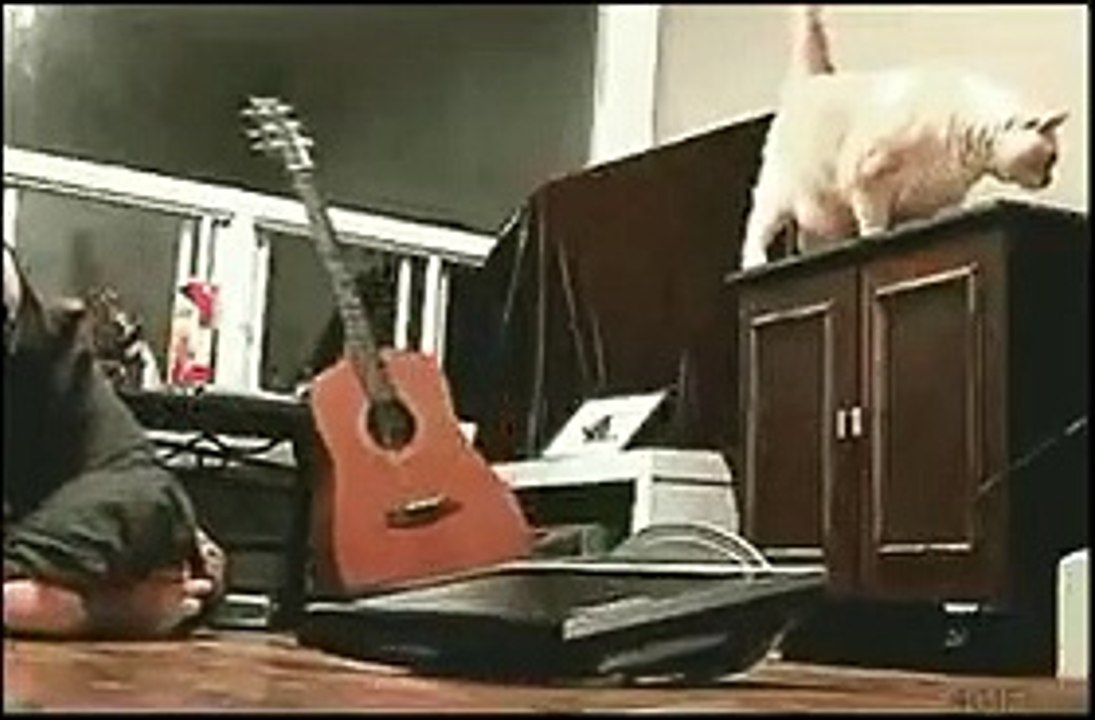 funny workout with cat