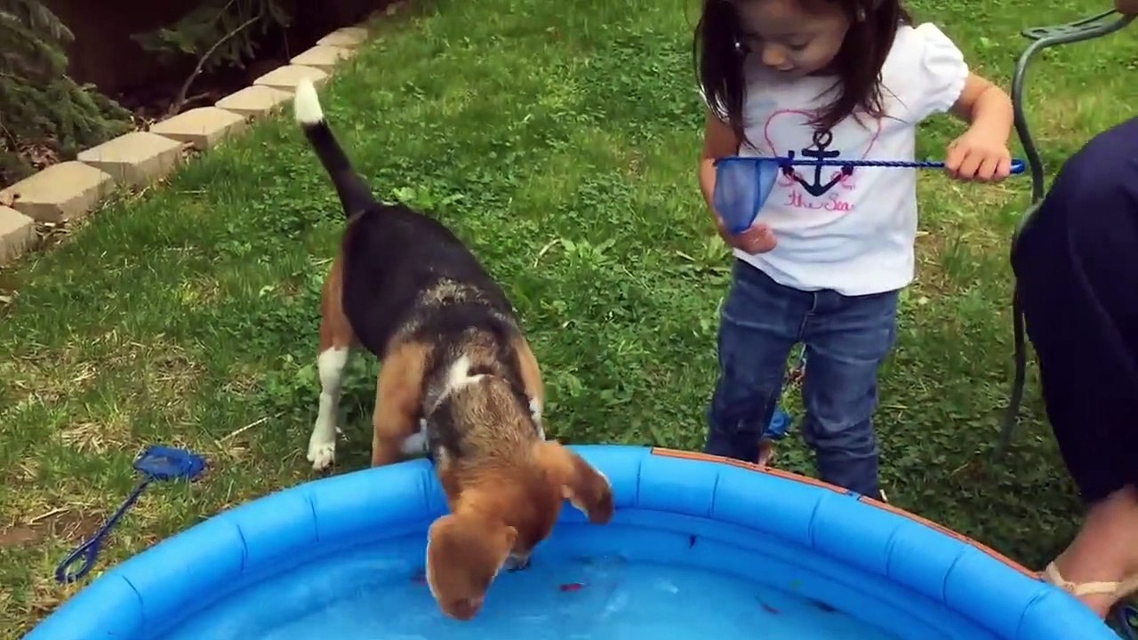 Perros graciosos