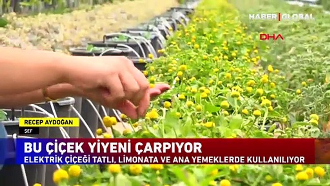Bu çiçeği yiyen çarpılıyor! Gurmelerin ve şeflerin yeni gözdesi 'elektrik çiçeği'