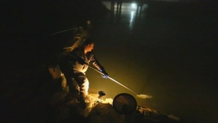 Pescadores de angula de EEUU esperan que el mercado se recupere en 2021