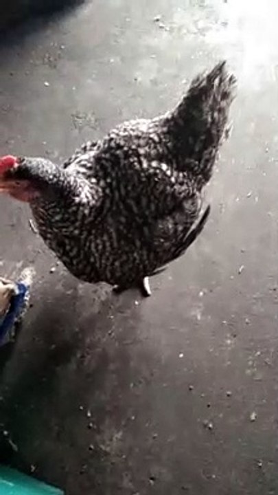 Big chicken breed