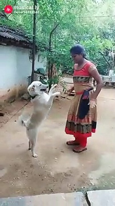 dog dancing