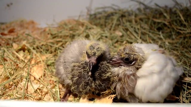 LA HISTORIA DE LAS PALOMAS ARÁN Y NOA | EVOLUCIÓN DESDE EL HUEVO A ADULTA DE DOS PICHONES