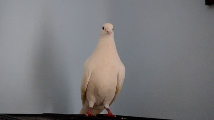 SNOW, UNA PALOMA MENSAJERA EN APUROS EN TEMPORAL DE NIEVE Y DESNUTRIDA | HISTORIA COMPLETA