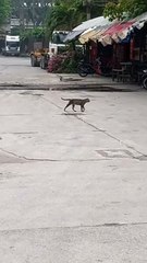 Bird Picks at Cat's Back