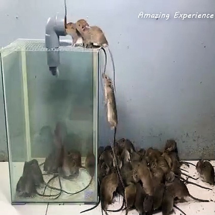 Simple Mouse Trap