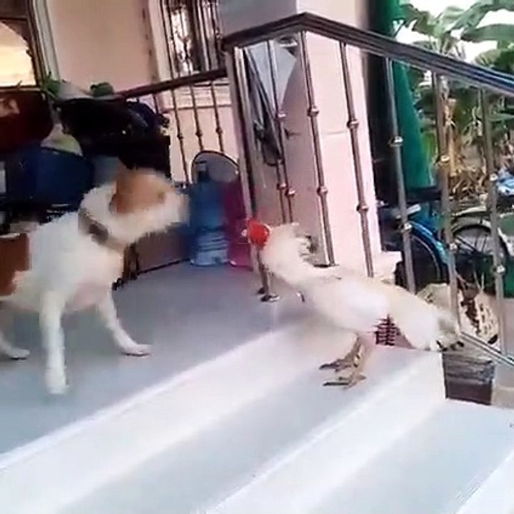 Dog Vs Cat