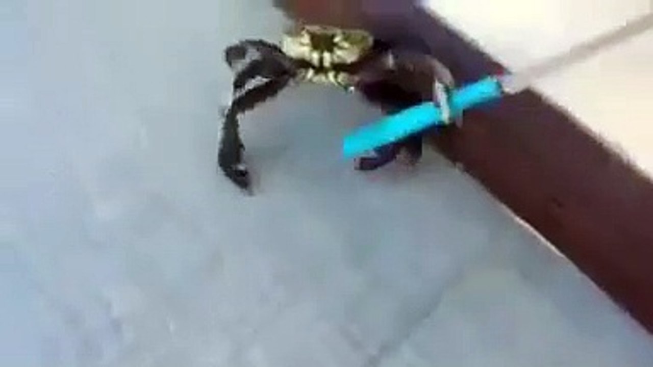 fish cutting
