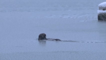 The cold never bothered this otter anyway