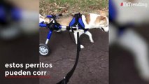 Adorables perritos sin patas pueden correr gracias a sus sillas de ruedas