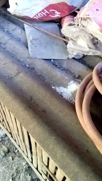 eating time | rooster