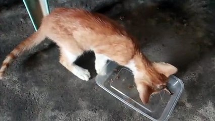 My cat is asking Food