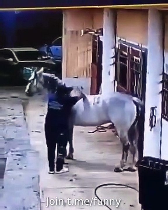 horse jump funny