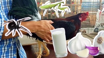 Remedio casero para gallos envenenados