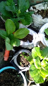 watering plants | source of food