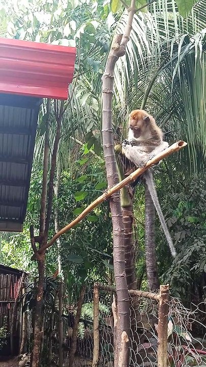 Monkey on D' Mix