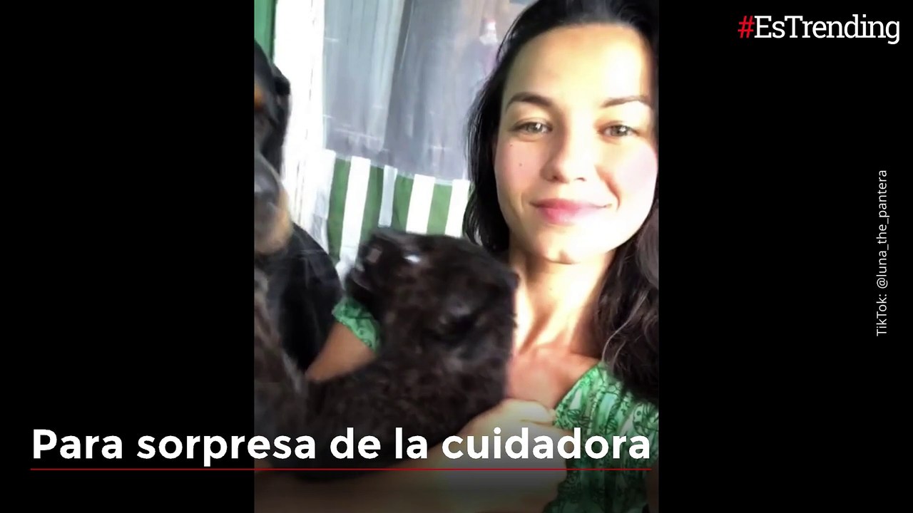 Luna, la pantera que fue criada junto a un rottweiler y se ha convertido en una sensación