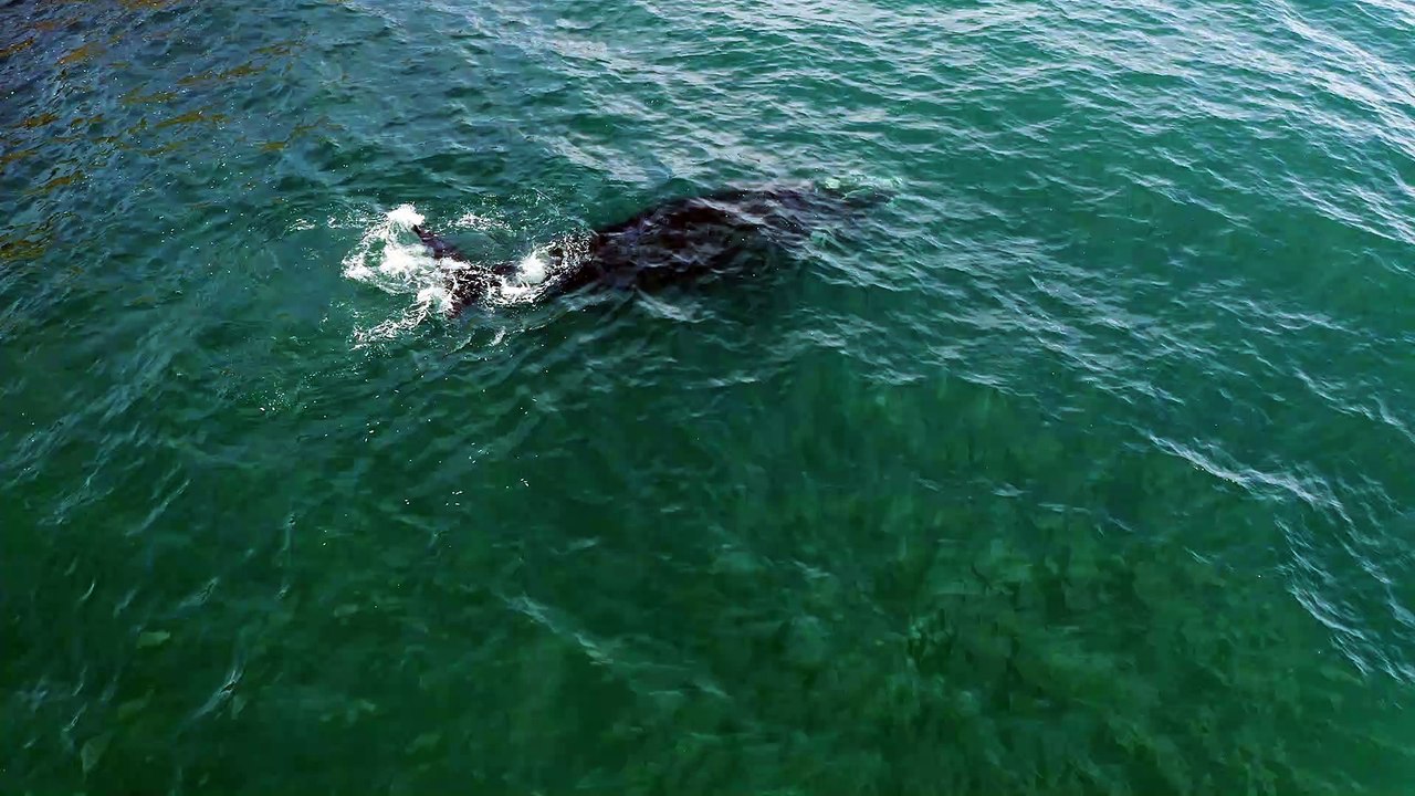 Whale