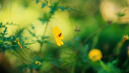 Nature Walk With Beautiful Flowers Garden quick relaxation, Mental Healing, Yoga  Meditation.