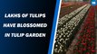 Ahead of Tulip Festival Asia’s Largest Tulip Garden is opens for visitors