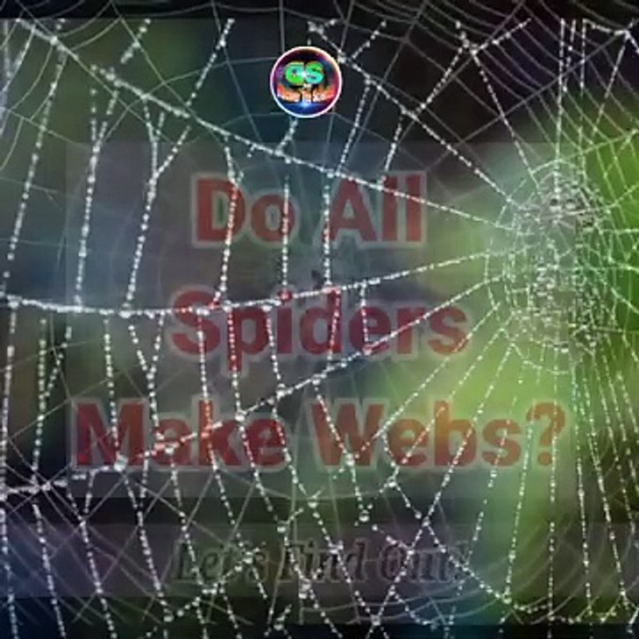 Do_All_Spiders_Make_Webs?_One_Minute_Bite_By_Discover_The_Science_|_#shorts