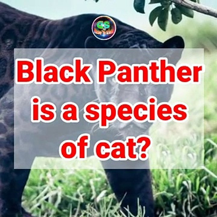 Is_black_panther_a_species_of_Cat?_One_Minute_Bite_By_Discover_The_Science_|_#Shorts